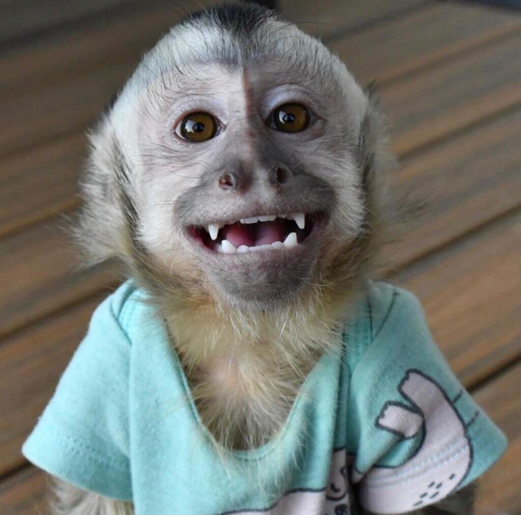 buy capuchin monkey online - capuchin monkey for sale