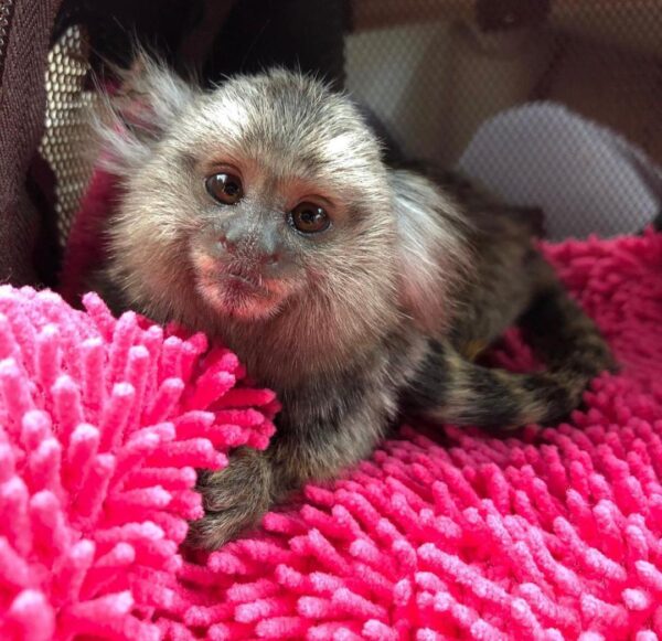 our website is the ideal place to get a pygmy marmoset for sale. buy pygmy marmoset monkeys, finger monkeys for sale, finger pygmy marmoset