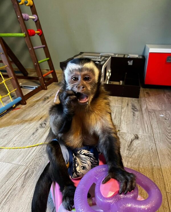 baby capuchin monkeys for sale