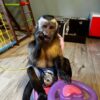 Capuchin Monkey – Male