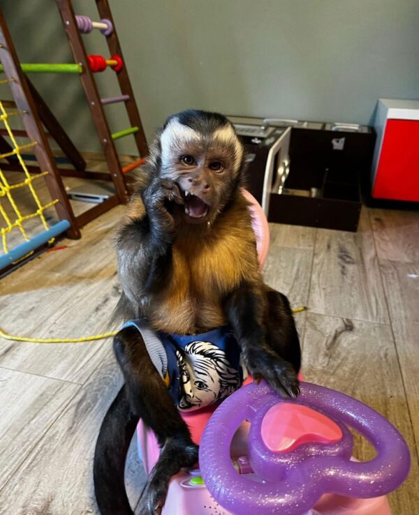 baby capuchin monkeys for sale, capuchin monkey price, capuchin monkey breeders, where to buy monkeys, pet monkey breeders