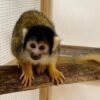 Mickey - Squirrel Monkey ( Male)