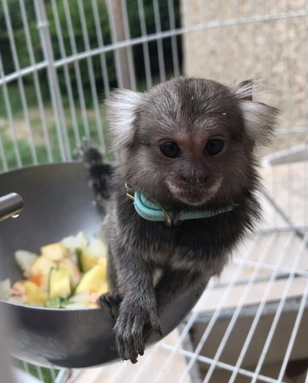 Our website is the best place to get Marmoset monkeys for sale. price of a marmoset monkey, marmoset monkeys for pets, marmoset finger monkey, marmoset monkey pet