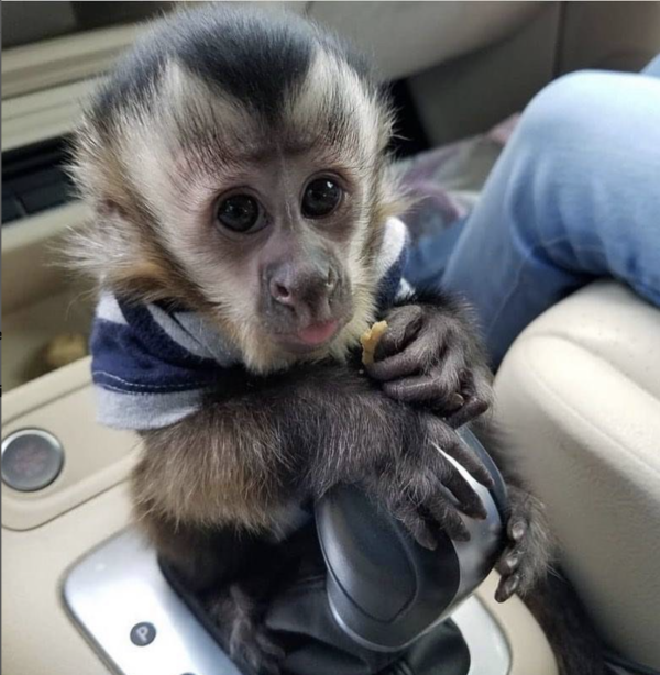 The ideal place to get baby monkeys for sale. cheap monkeys for sale, monkeys for sale in ohio, monkeys for sale in sc, monkey breeders