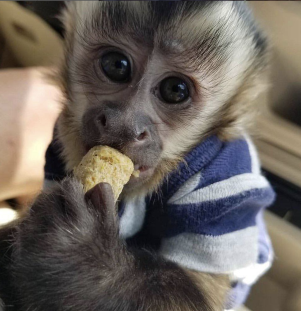 baby monkeys for sale