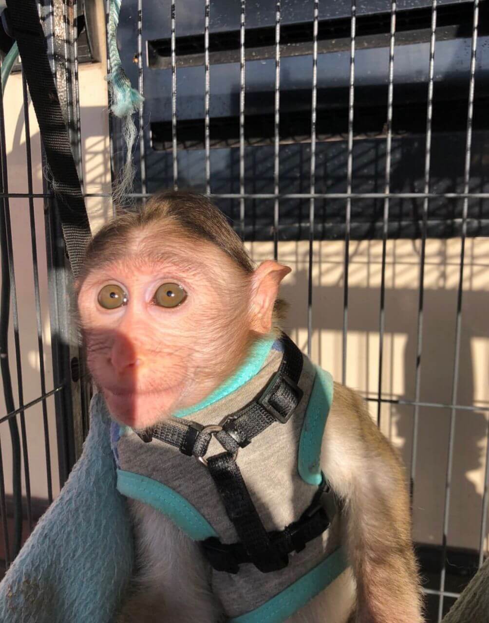 our shop is the ideal place to get Macaque Monkey For Sale. Buy Macaque Monkeys, macaque monkey breeders, macaque monkey pet, baby macaque monkey for sale