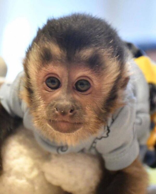 our store remains the ideal place to get a monkeys for sale in texas. pet monkeys for sale near me, small monkeys for sale, exotic monkey website, capuchin monkey