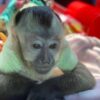 Chloe-Capuchin Monkey