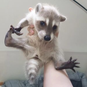 raccoon pets for sale