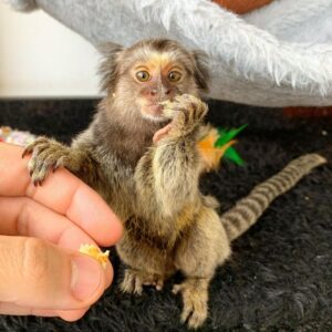 buy finger monkeys, Marmoset Babies For Sale .