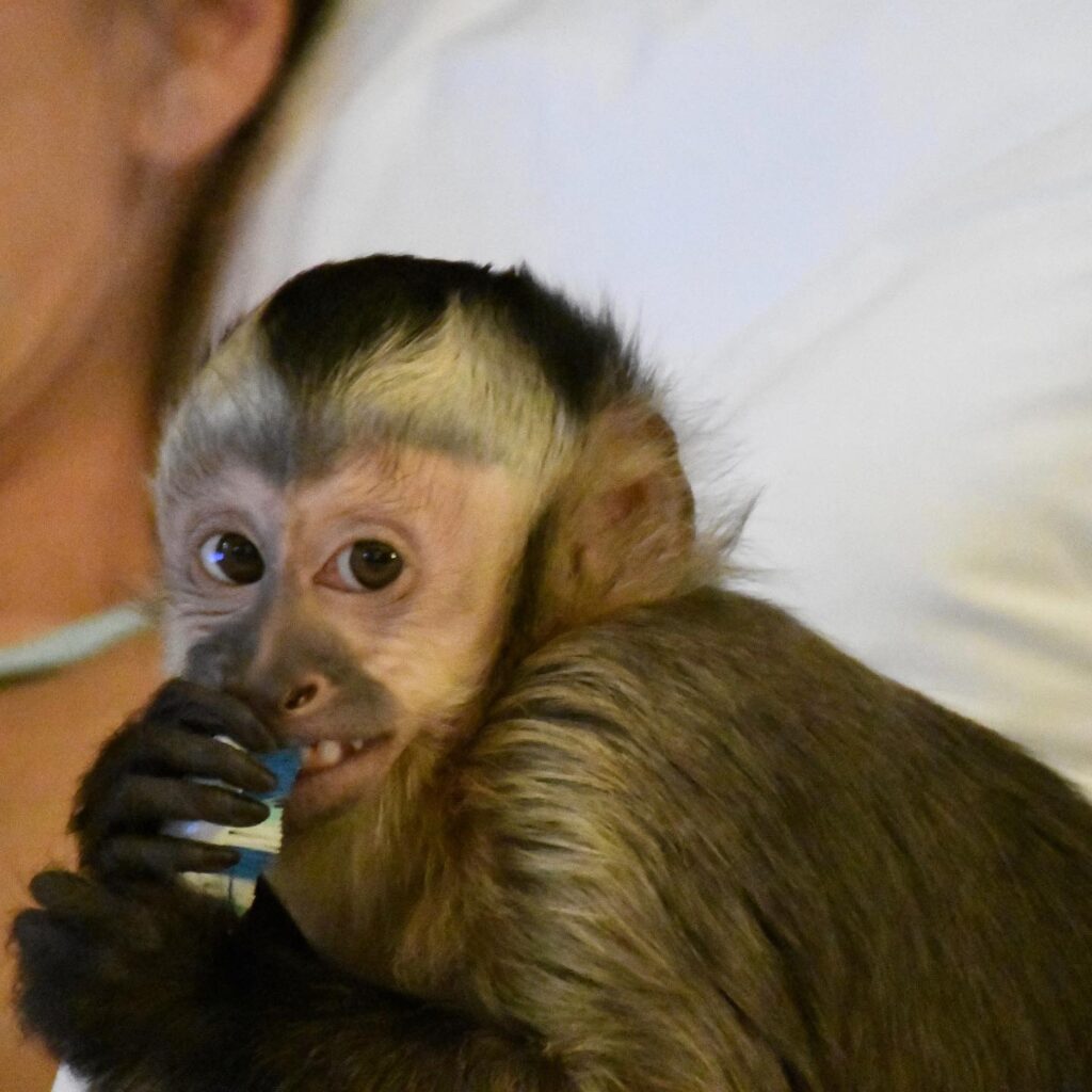 how much are Capuchin monkeys